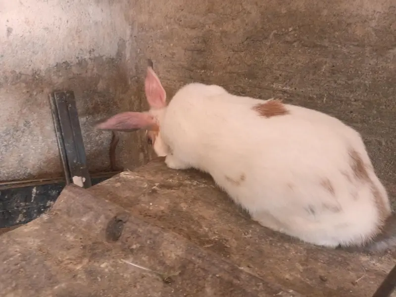 Female Rabbits / Rabbits — photo 7