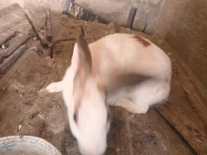 Female Rabbits / Rabbits — photo 8
