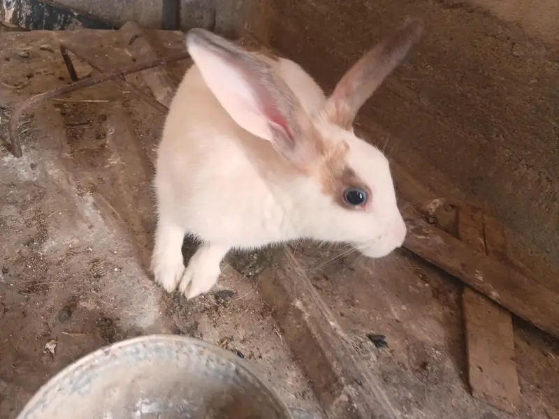 Female Rabbits / Rabbits — photo 9