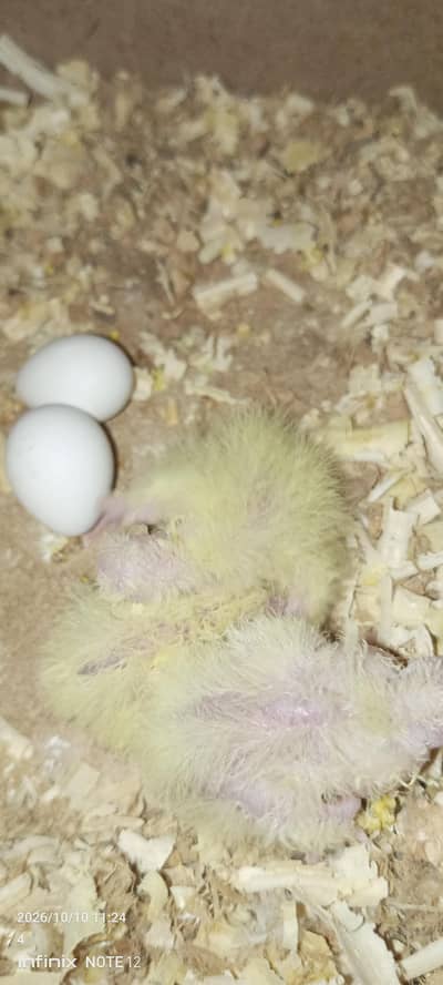 chicks for handtame