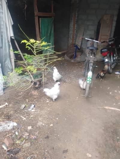 Silkie 2 Males
