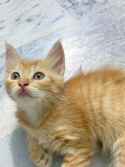 Beautiful Brown Kitten For Sale