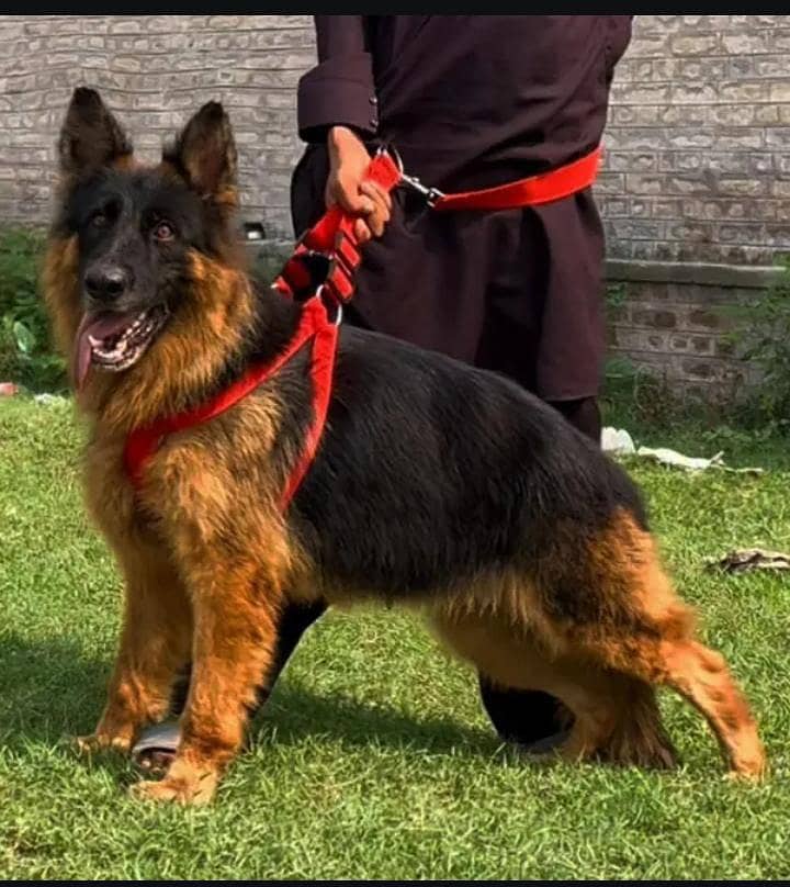 German Shepherd 0