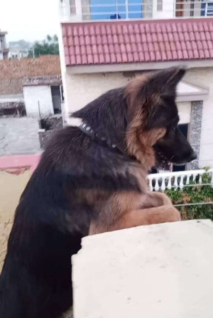 German Shepherd 1