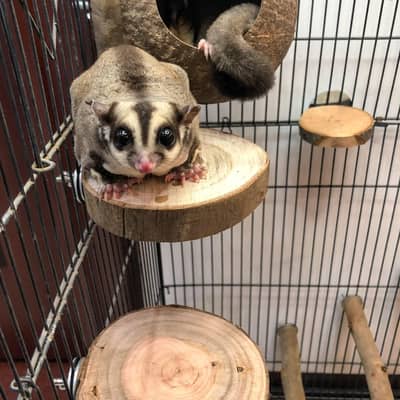sugar glider