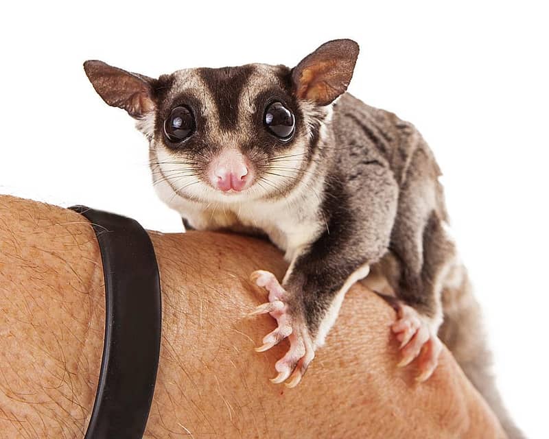 sugar glider 1