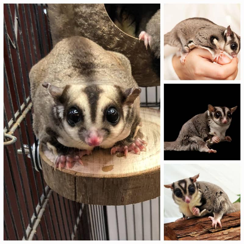 sugar glider 2