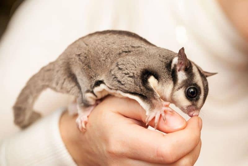 sugar glider 3