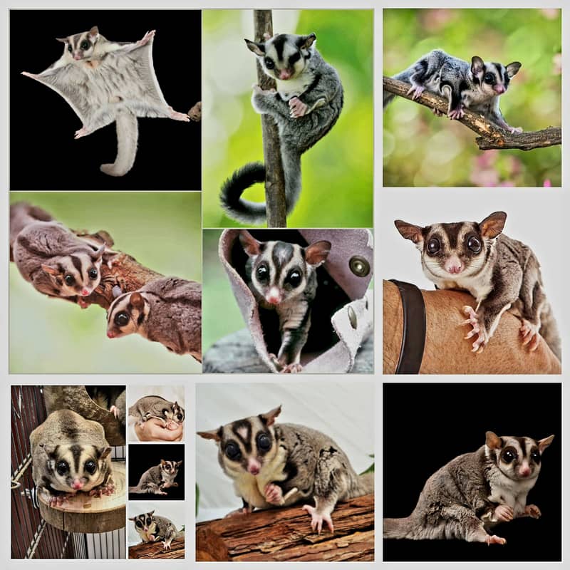 sugar glider 4
