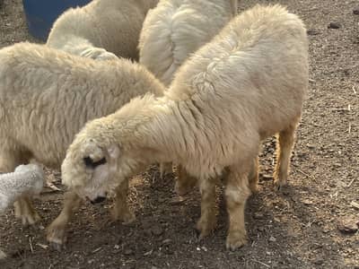 Mundra male and 3 female for sale with 1 kid