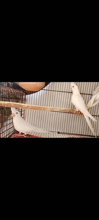 eno and cream cocktail breeder pair for sale