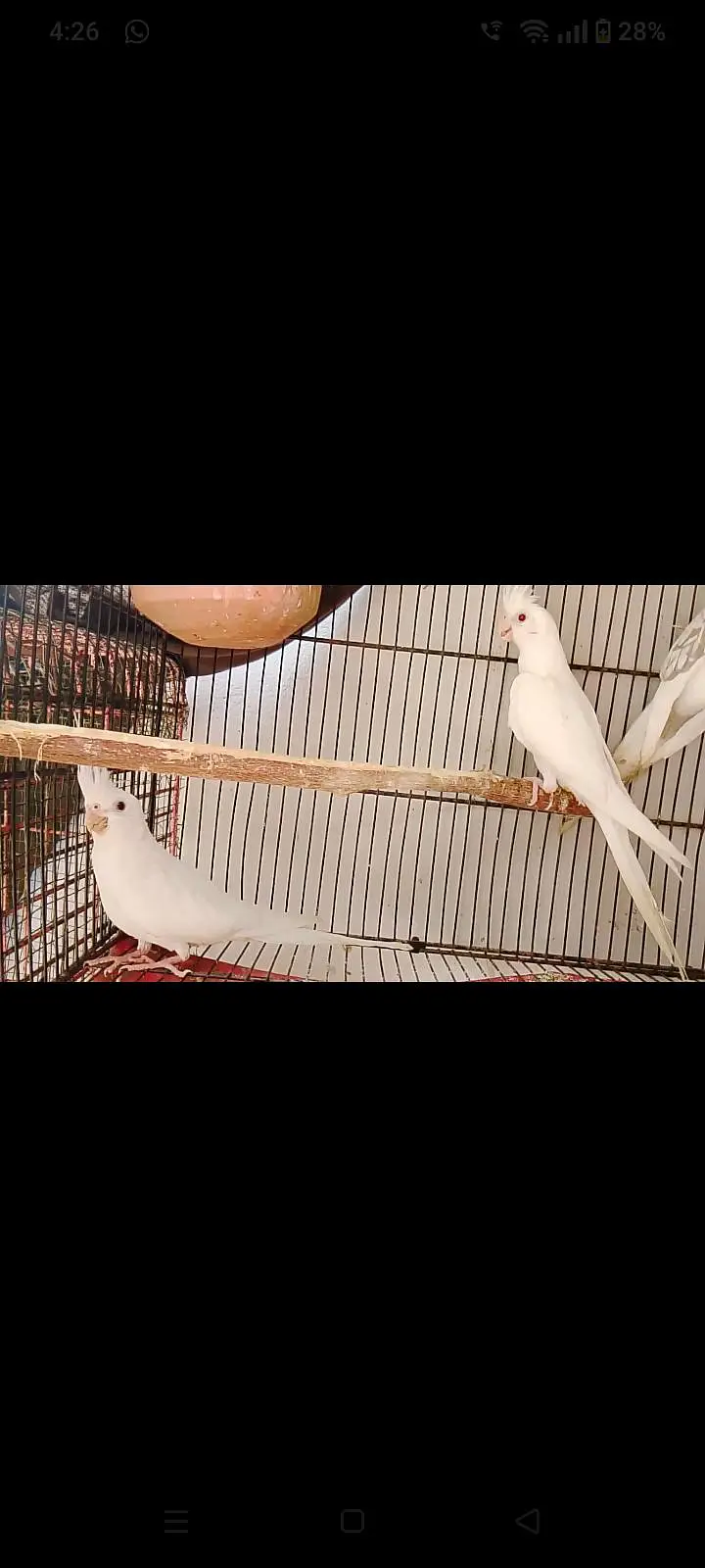 eno and cream cocktail breeder pair for sale — photo 2