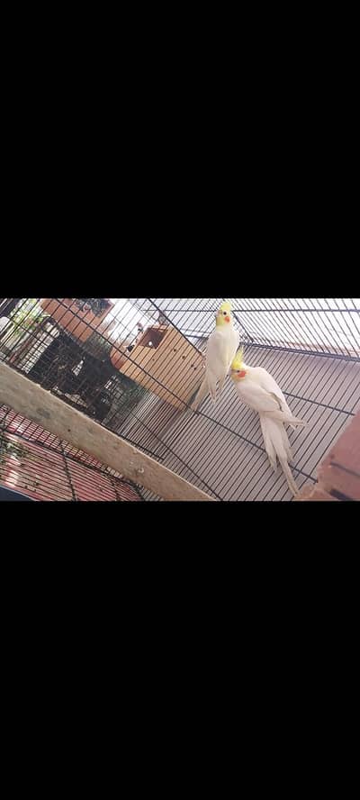 cream and eno ready to breed  pair for sale
