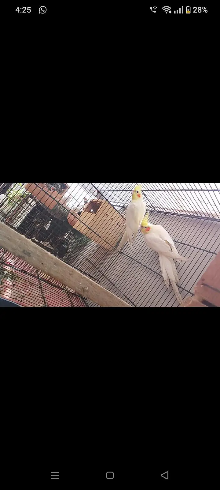 eno and cream cocktail breeder pair for sale — photo 4