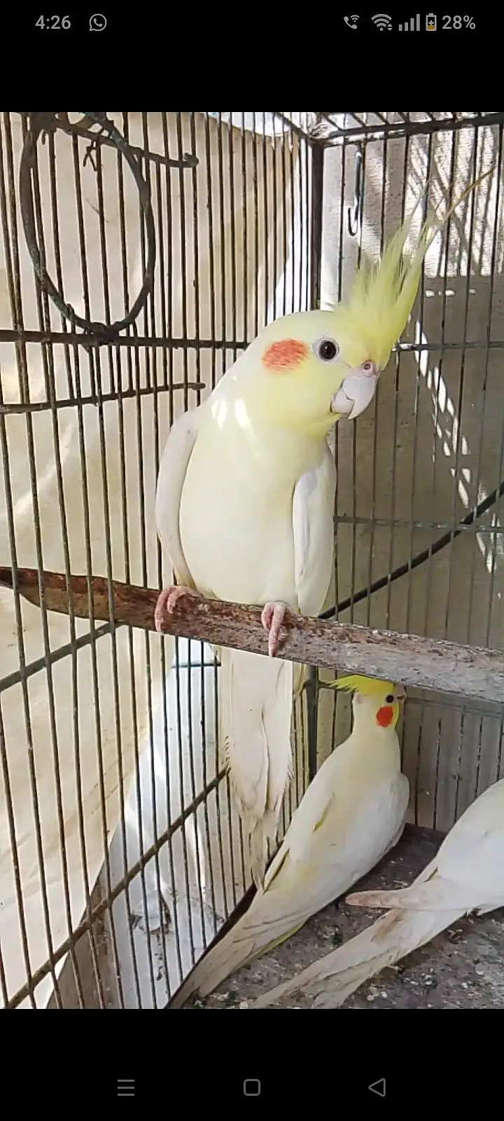 eno and cream cocktail breeder pair for sale — photo 8
