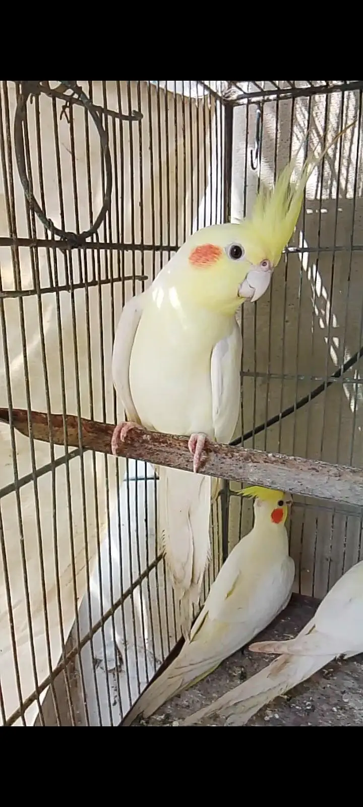 eno and cream cocktail breeder pair for sale — photo 9