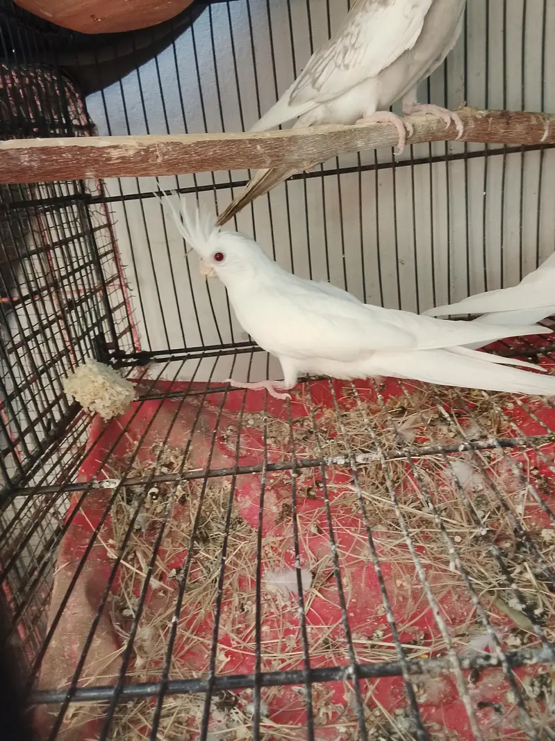 eno and cream cocktail breeder pair for sale — photo 10