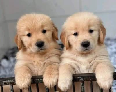 Premium KCP padigree Golden Retriever Puppies
