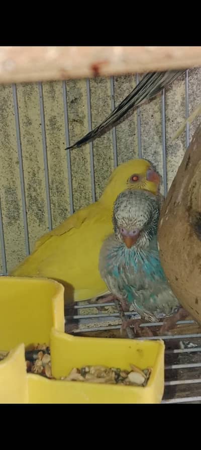 Raja pet shop