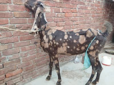 Pure Beetal Shera print Female 6 dant