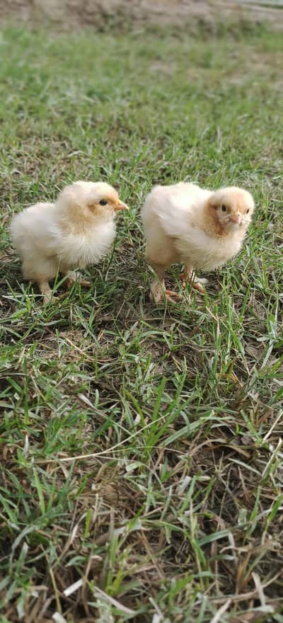 goldan buff chiks