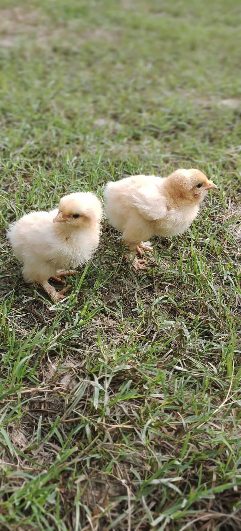 goldan buff chiks 1