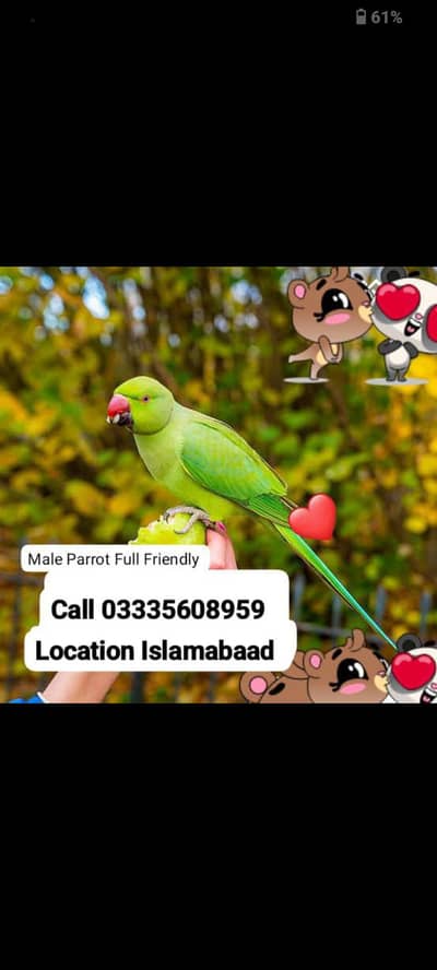 Hand Tamed Full Friendly Green Ring Neck Male Parrot Jumbo Size