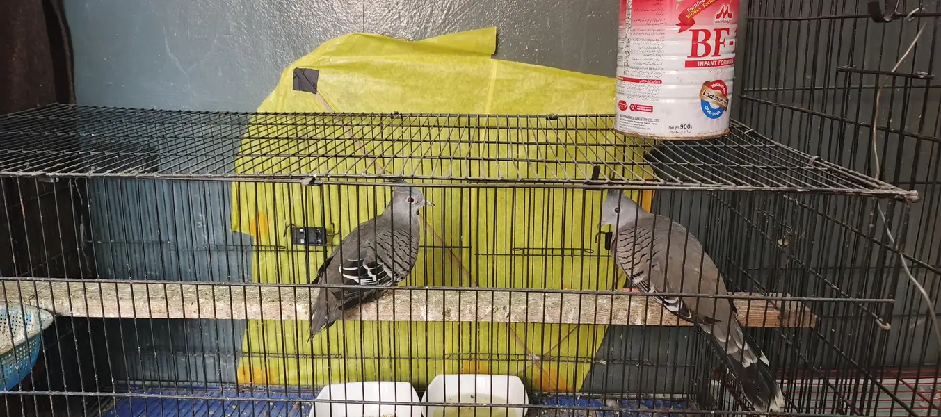 Australian crystal dove — photo 3