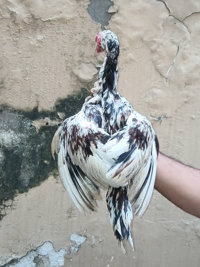 Heera or lakhi breed
