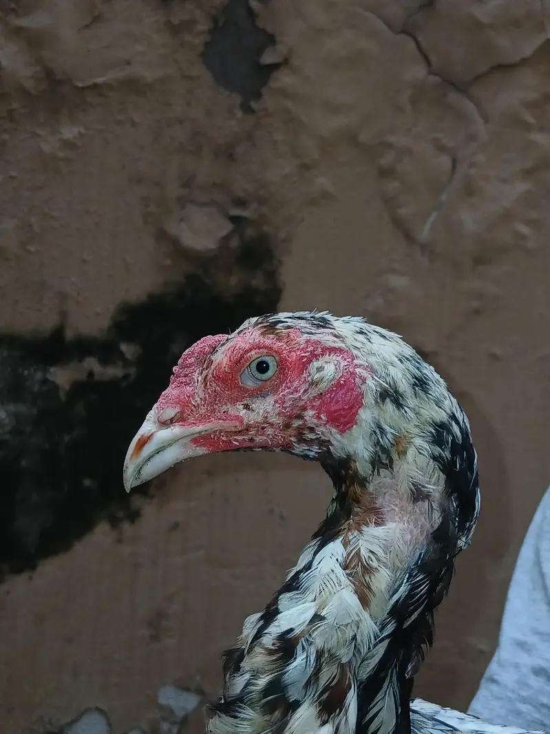 Heera or lakhi breed — photo 2