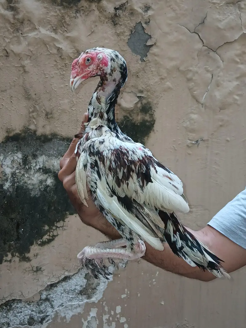 Heera or lakhi breed — photo 3