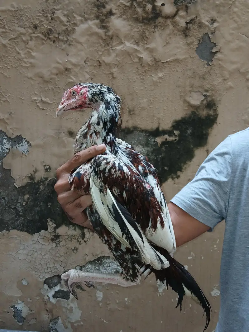 Heera or lakhi breed — photo 4