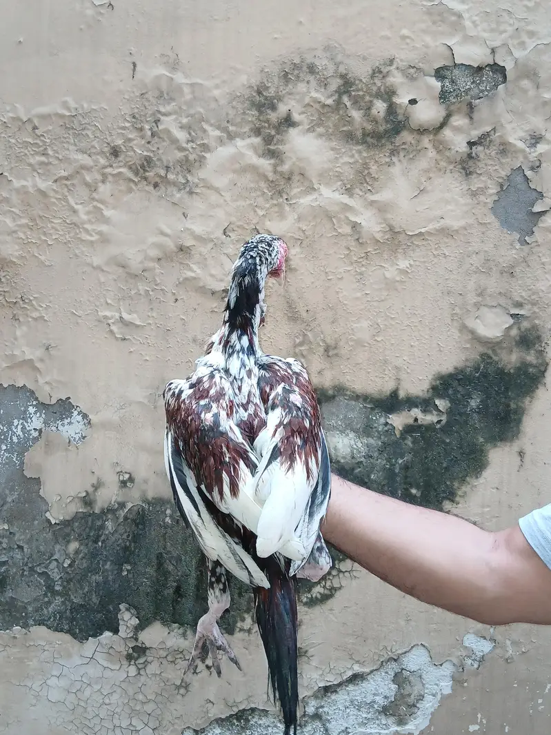 Heera or lakhi breed — photo 5