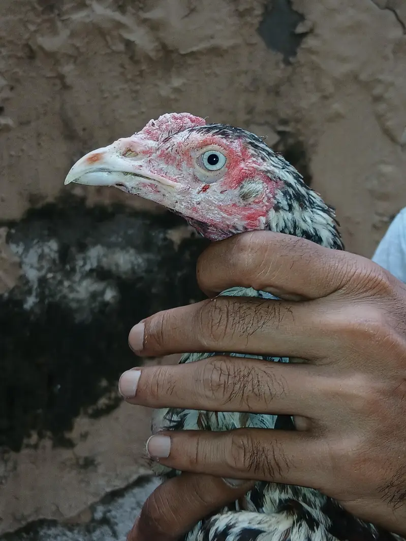 Heera or lakhi breed — photo 6