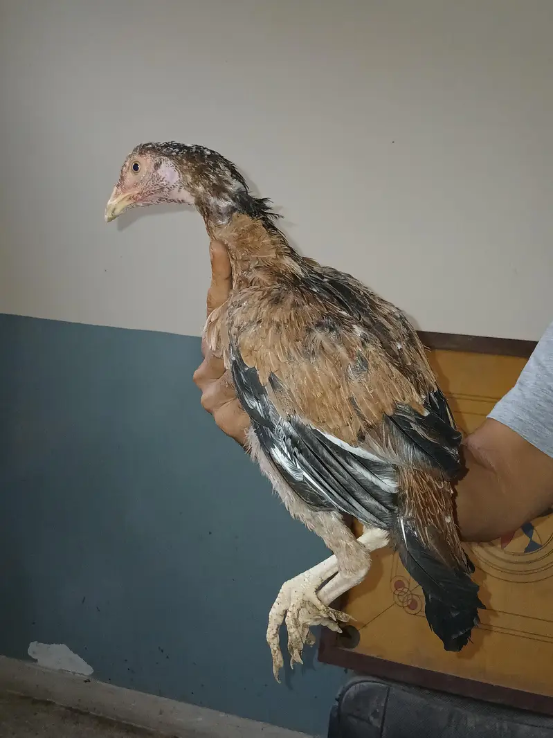 Heera or lakhi breed — photo 7