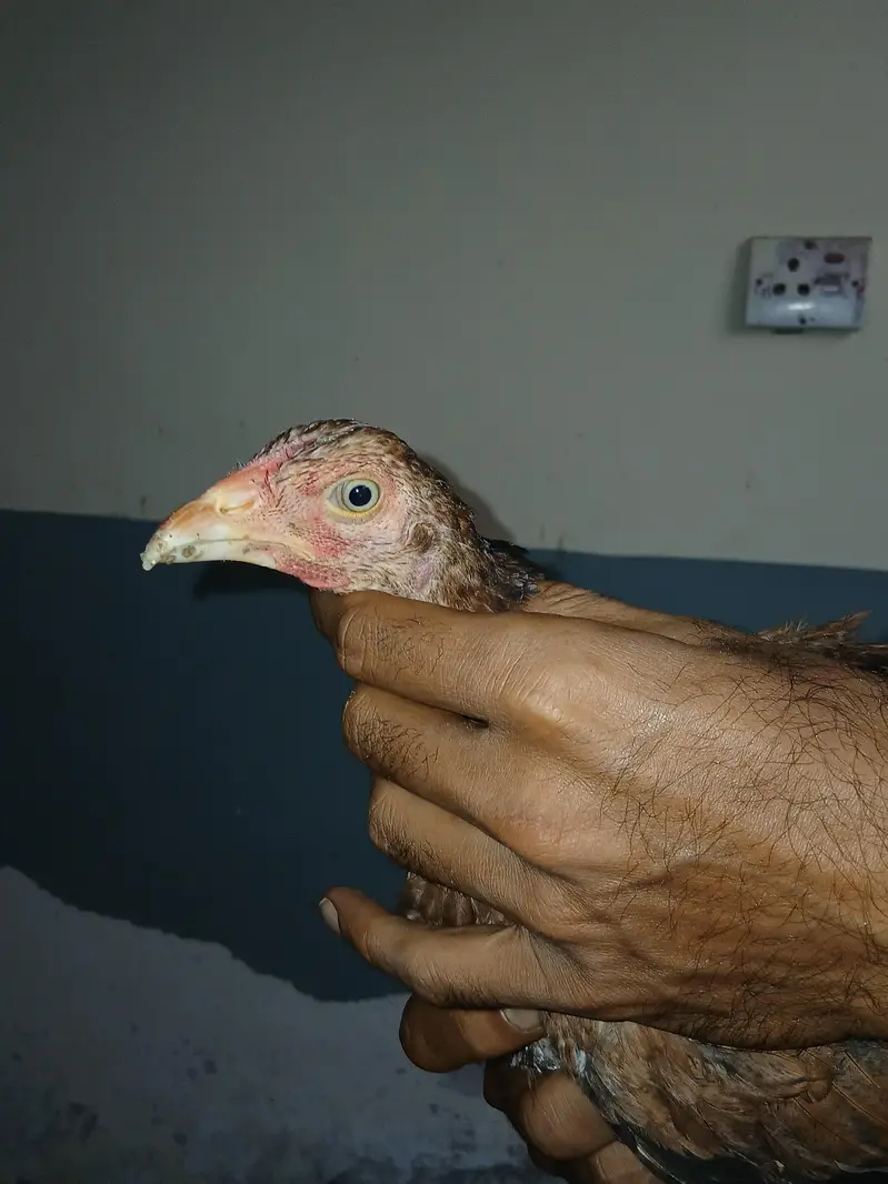 Heera or lakhi breed — photo 9