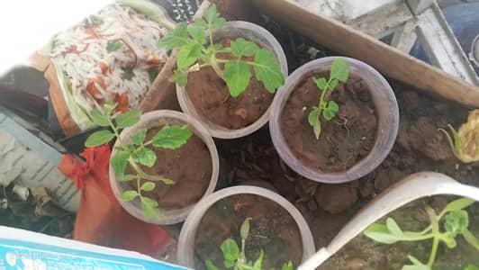 Plants  Tomato Seeds To Plant | Tamatar Ka Poda | Rs. 100
