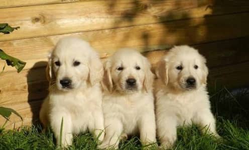 Premium KCP padigree Golden Retriever Puppies