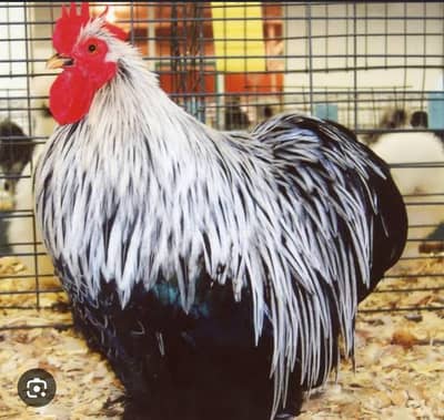 Cochin bantam chicks