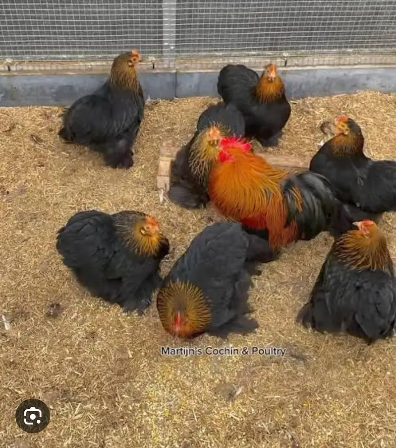 Cochin bantam chicks — photo 3