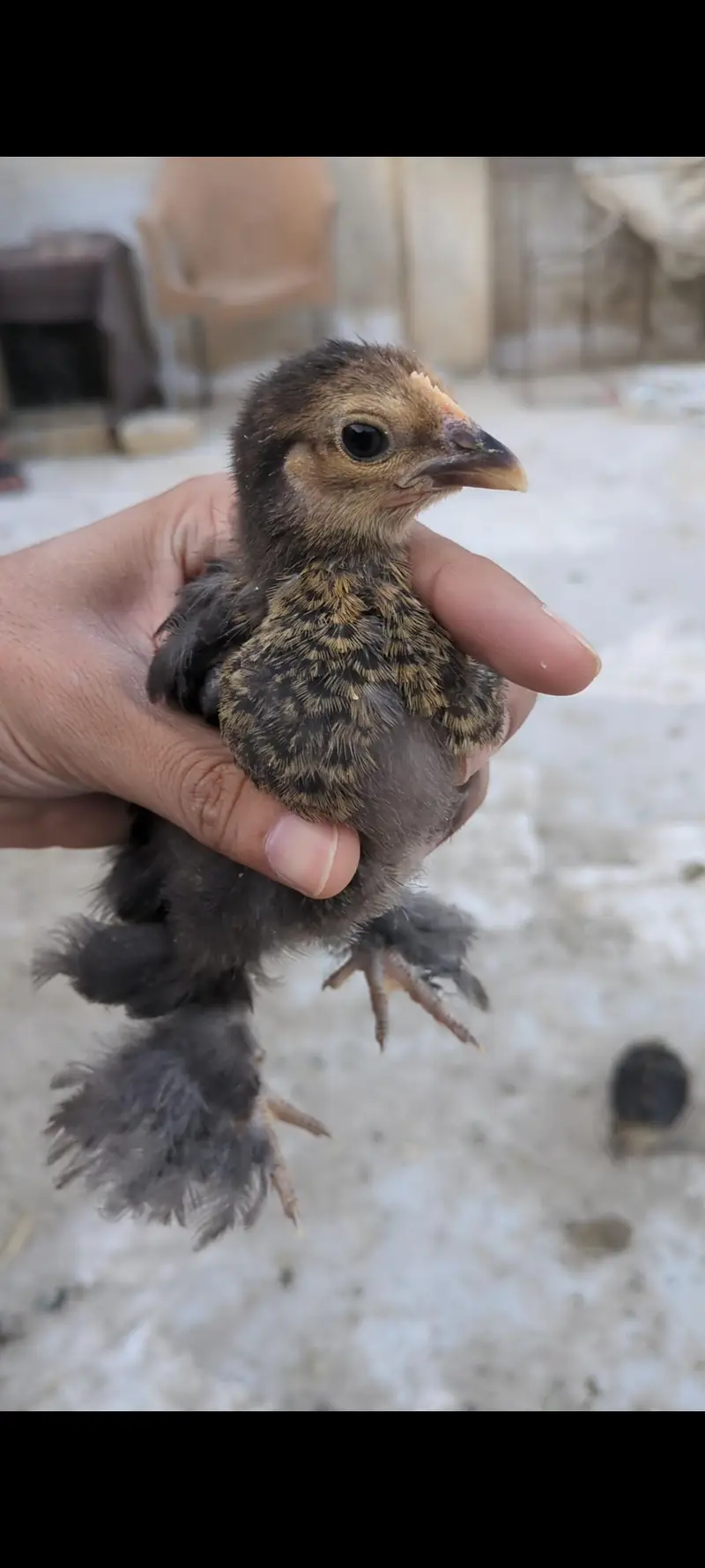 Cochin bantam chicks — photo 4