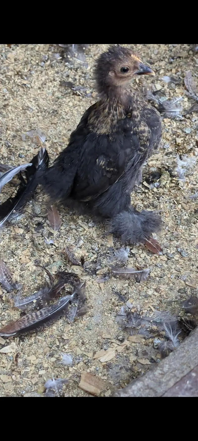 Cochin bantam chicks — photo 5