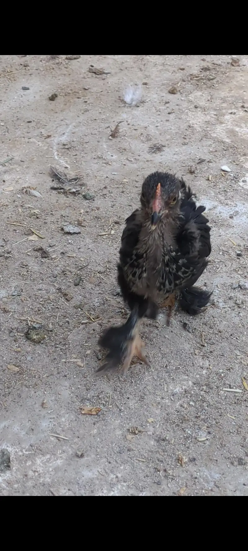 Cochin bantam chicks — photo 6