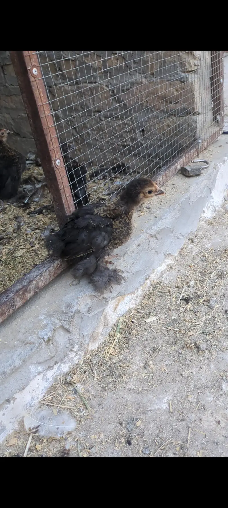 Cochin bantam chicks — photo 7