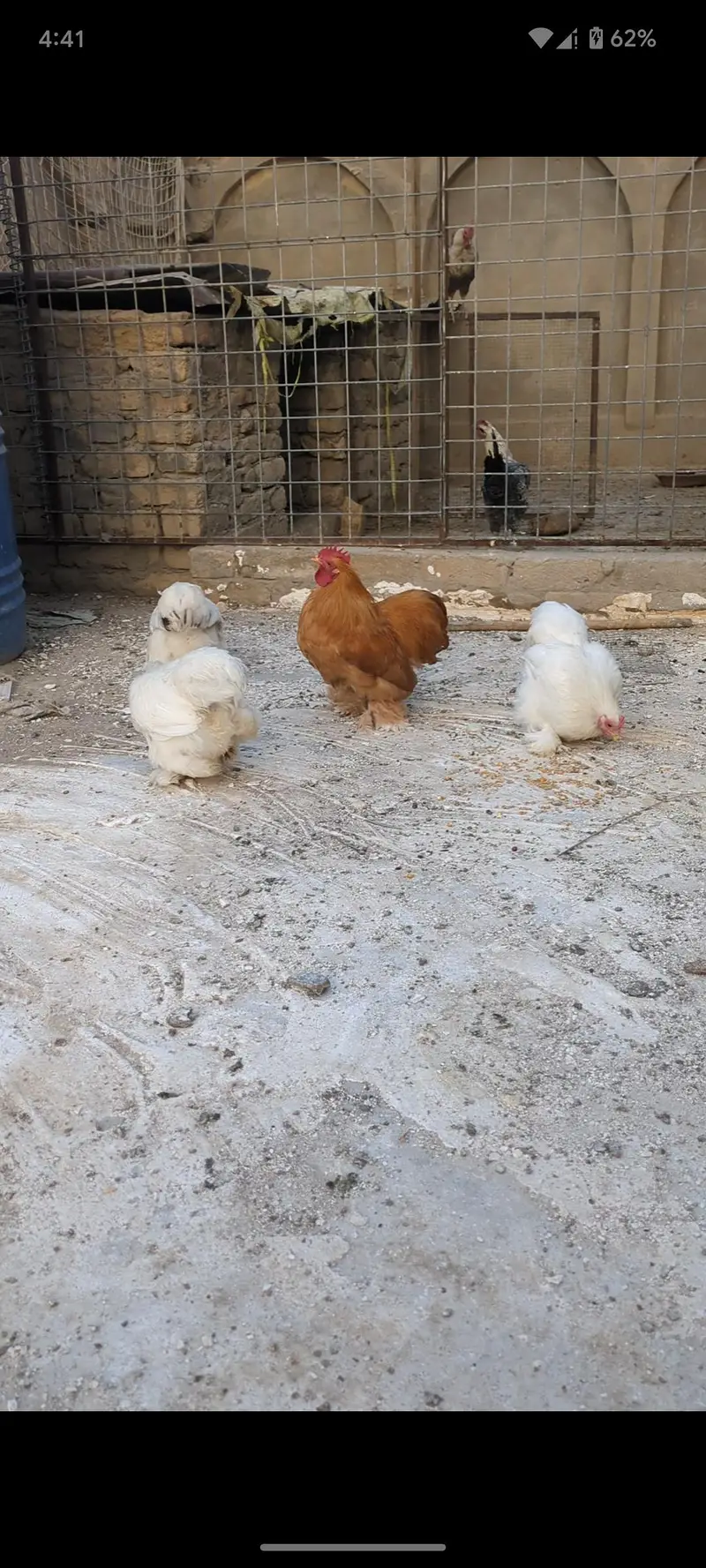 Cochin bantam chicks — photo 8