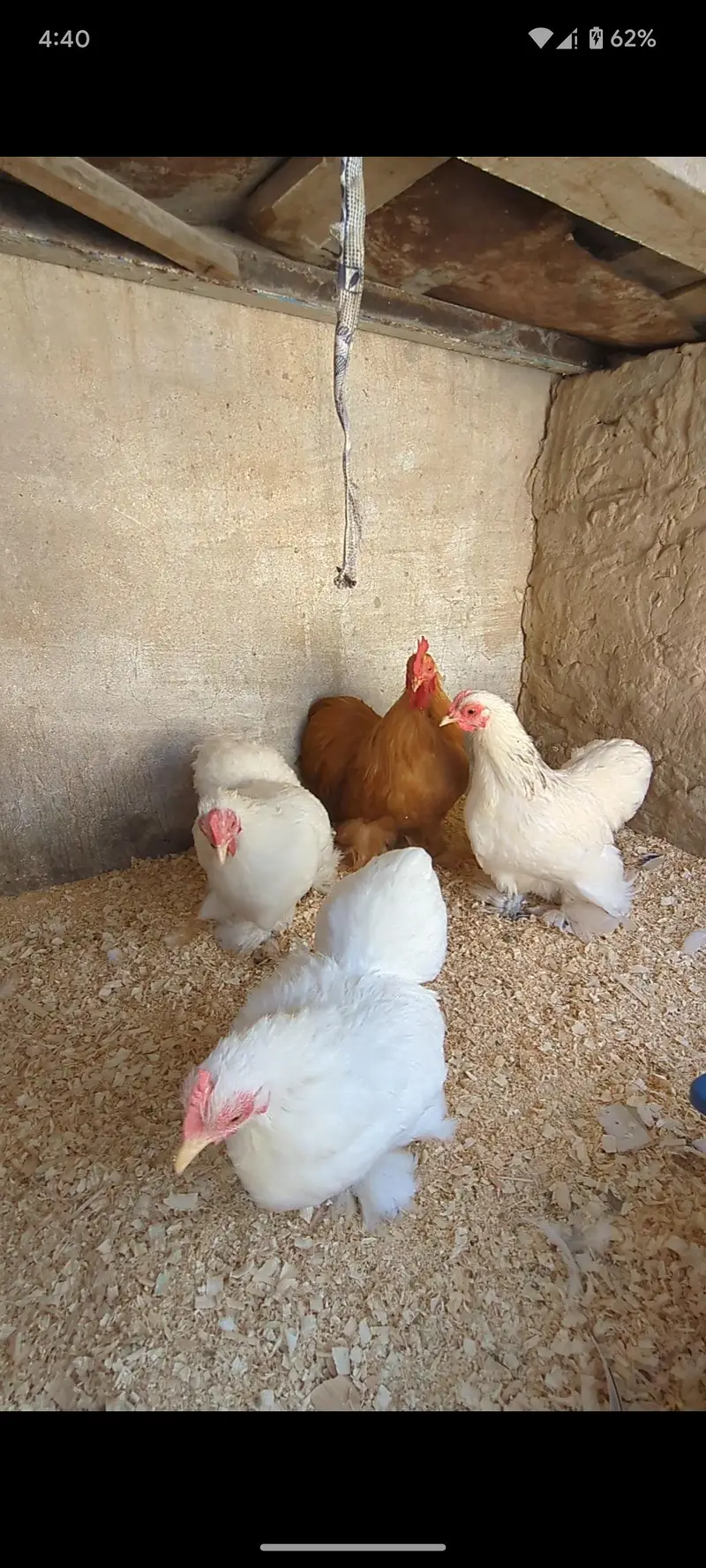 Cochin bantam chicks — photo 9