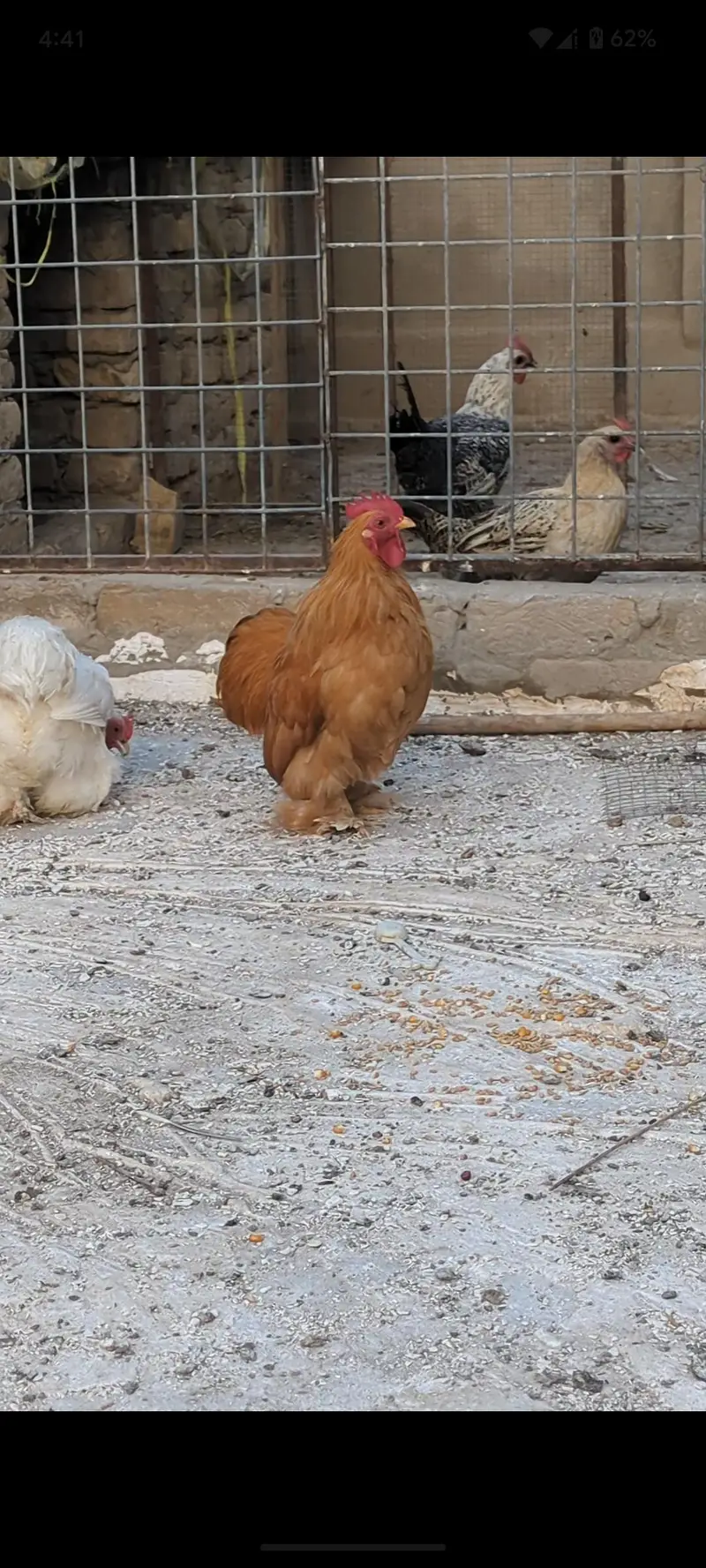 Cochin bantam chicks — photo 10