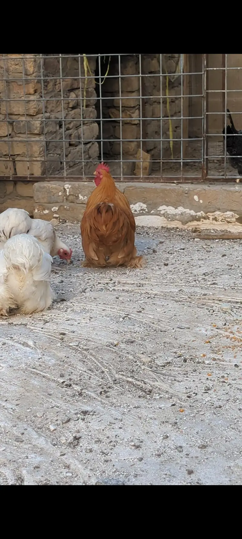 Cochin bantam chicks — photo 11