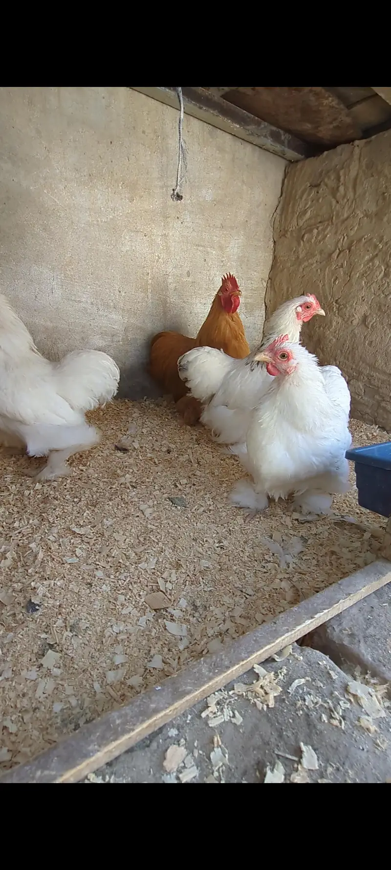 Cochin bantam chicks — photo 12