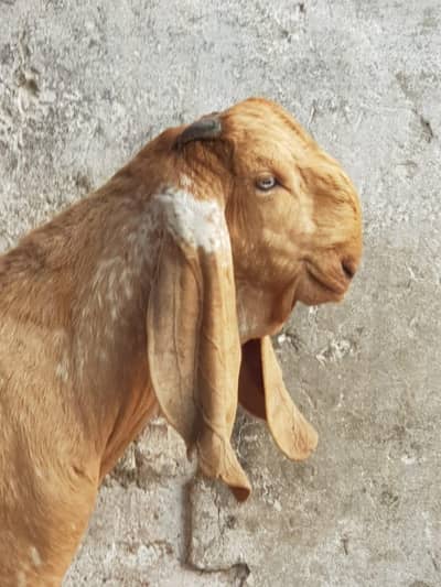 Super Quality Makhi cheena Male kid|makhi cheeni بکرا/breeder quality